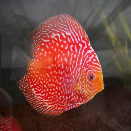 Symphysodon aequifasciatus - Discus red pigeon pearl  8-10 cm