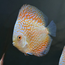 Symphysodon aequifasciatus - Discus gold pigeon pearl  8-10 cm