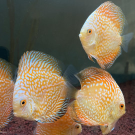 Symphysodon aequifasciatus - Discus gold pigeon pearl  8-10 cm