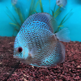 Symphysodon aequifasciatus - Discus blue snake skin  8-10 cm