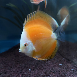 Symphysodon aequifasciatus - Discus golden melon  8-10 cm