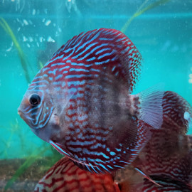 Symphysodon aequifasciatus - Discus panda alenquer  10-12 cm