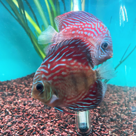 Symphysodon aequifasciatus - Discus panda alenquer  10-12 cm