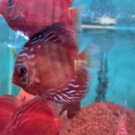 Symphysodon aequifasciatus - Discus red alenquer  8-10 cm