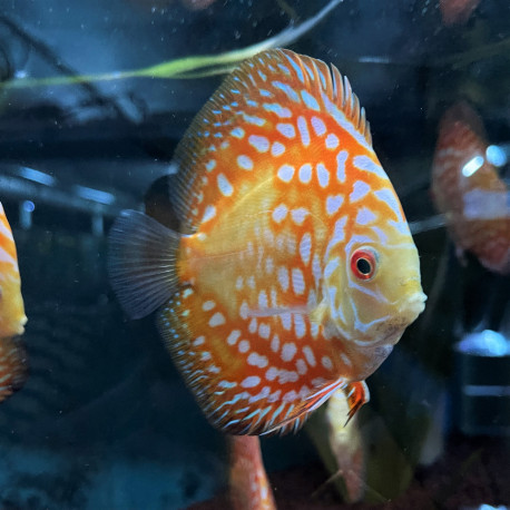 Symphysodon aequifasciatus - Discus golden panda  8-10 cm