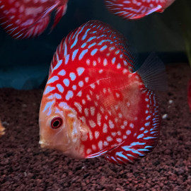 Symphysodon aequifasciatus - Discus red panda  8-10 cm