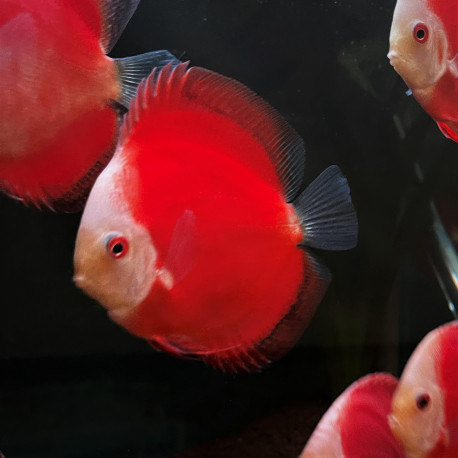 Symphysodon aequifasciatus - Discus red melon  8-10 cm