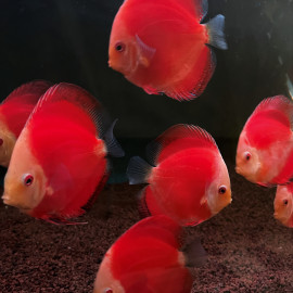 Symphysodon aequifasciatus - Discus red melon  8-10 cm