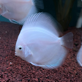 Symphysodon aequifasciatus - Discus snow white  8-10 cm