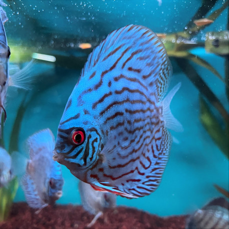 Symphysodon aequifasciatus - Discus blue cobalt  8-10 cm