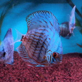 Symphysodon aequifasciatus - Discus blue cobalt  8-10 cm