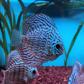 Symphysodon aequifasciatus - Discus blue turquoise  8-10 cm