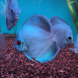 Symphysodon aequifasciatus - Discus blue diamond  8-10 cm