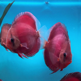 Symphysodon aequifasciatus - Discus rose red  8-10 cm