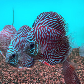 Symphysodon aequifasciatus - Discus red tiger  8-10 cm