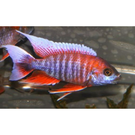 Aulonocara jacobfreibergi rouge  5-6  cm