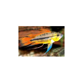 Apistogramma cacatuoides orange orange 3-4 cm