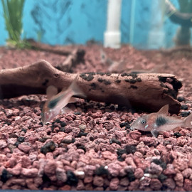 Corydoras eques  3.00 cm