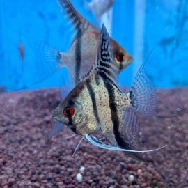 Pterophyllum scalare - Scalaire "Amazon" spotted 4-5 cm