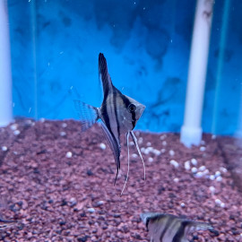 Pterophyllum scalare - Scalaire Rio Negro  3.50 cm