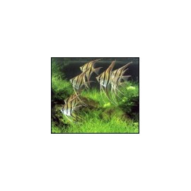 Pterophyllum altum - Scalaire Altum orinoco  6-7 cm sauvage