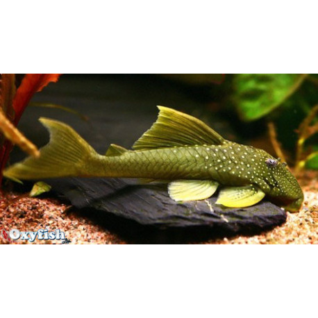 Baryancistrus demantoides 'Pleco citron vert à pois'  L200  4.00 cm sauvage