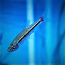 Rasbora borapetensis - Rasbora à queue rouge 2.50 cm