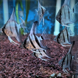 Pterophyllum scalare - Scalaire "Amazon" 4-5 cm