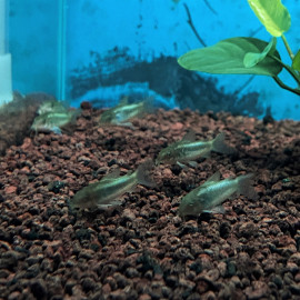 Corydoras aeneus green stripe - Corydoras néon vert 2.5-3 cm