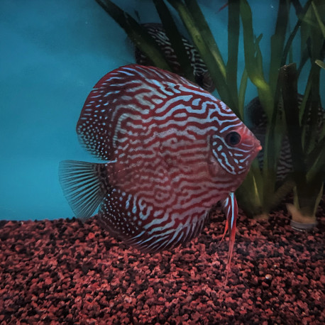 Symphysodon aequifasciatus - Discus red turquoise  8-10 cm