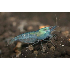 Caridina sp. blue rear - Arrière bleu 1.2-1.5 cm