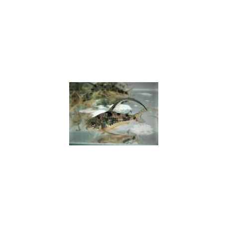 Corydoras paleatus long fin - Corydoras poivre voilé 3.00 cm