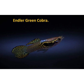 Poecilia wingei - Guppy mâle endler green vert cobra 2-2.5 cm