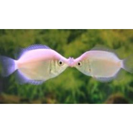 Helostoma temmincki - Gourami Kissing Rose 5-6 cm