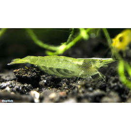 Neocaridina sp. Lemon Green - Crevette verte 1.50 cm