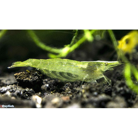 Neocaridina sp. Lemon Green - Crevette verte 1.50 cm