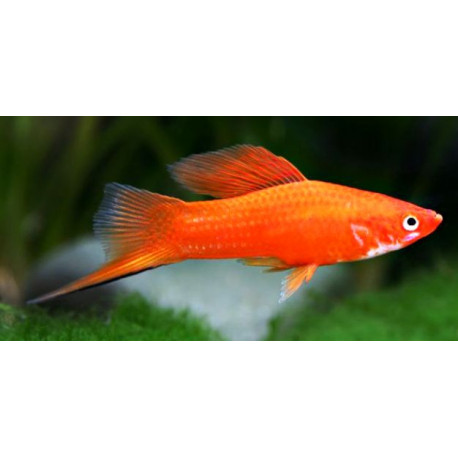 Xiphophorus helleri - Xipho rouge hi-fin 5-5.5 cm