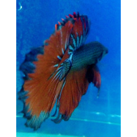 Betta splendens - Combattant mâle halfmoon en assortiment 5-6 cm