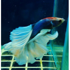 Betta splendens - Combattant mâle halfmoon en assortiment 5-6 cm