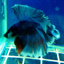 Betta splendens - Combattant mâle halfmoon en assortiment 5-6 cm