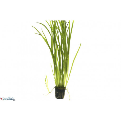 Vallisneria americana en bouquet