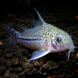 Corydoras julii - Corydoras...