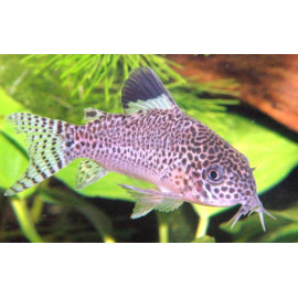 Corydoras punctatus -...