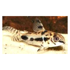 Corydoras habrosus -...