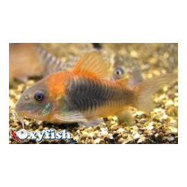 Corydoras aeneus "Orange...