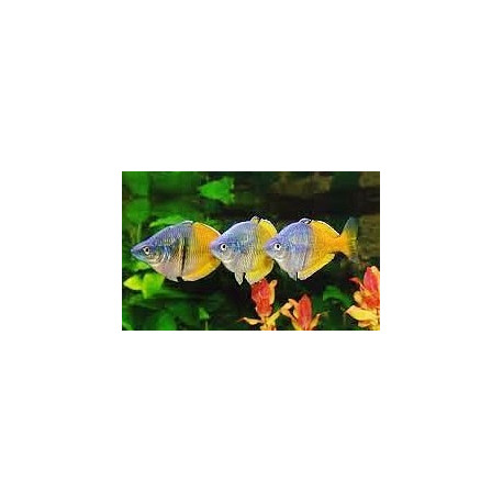 Melanotaenia boesemani mâle - Arc-en-ciel bicolore 5.00 cm