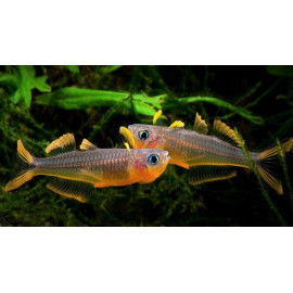 Popondichthys / Popondetta furcata - Pseudomugil furcatus 3-3.5 cm