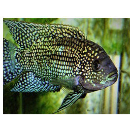 Rocio octofasciata Jack Dempsey  - 3.5-4.0 cm