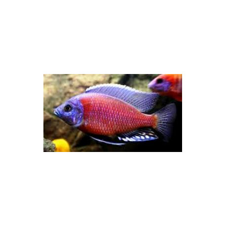 Copadichromis / Haplochromis borleyi red fin 4.00 cm