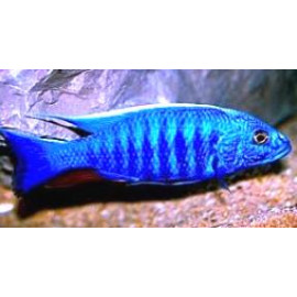 Haplochromis / Sciaenochromis ahli bleu électrique 4-5 cm